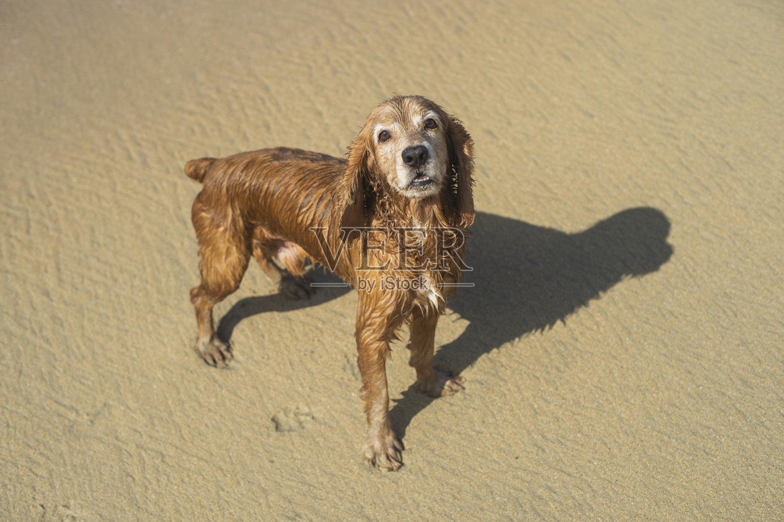 海滩上的英国可卡犬照片摄影图片