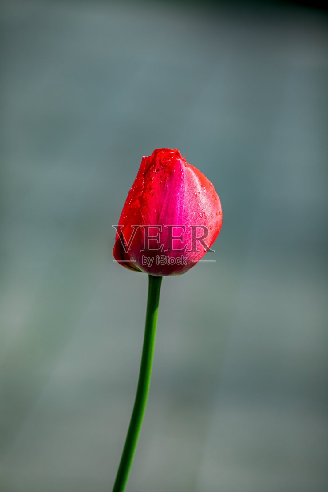 带露珠的红色粉红郁金香照片摄影图片