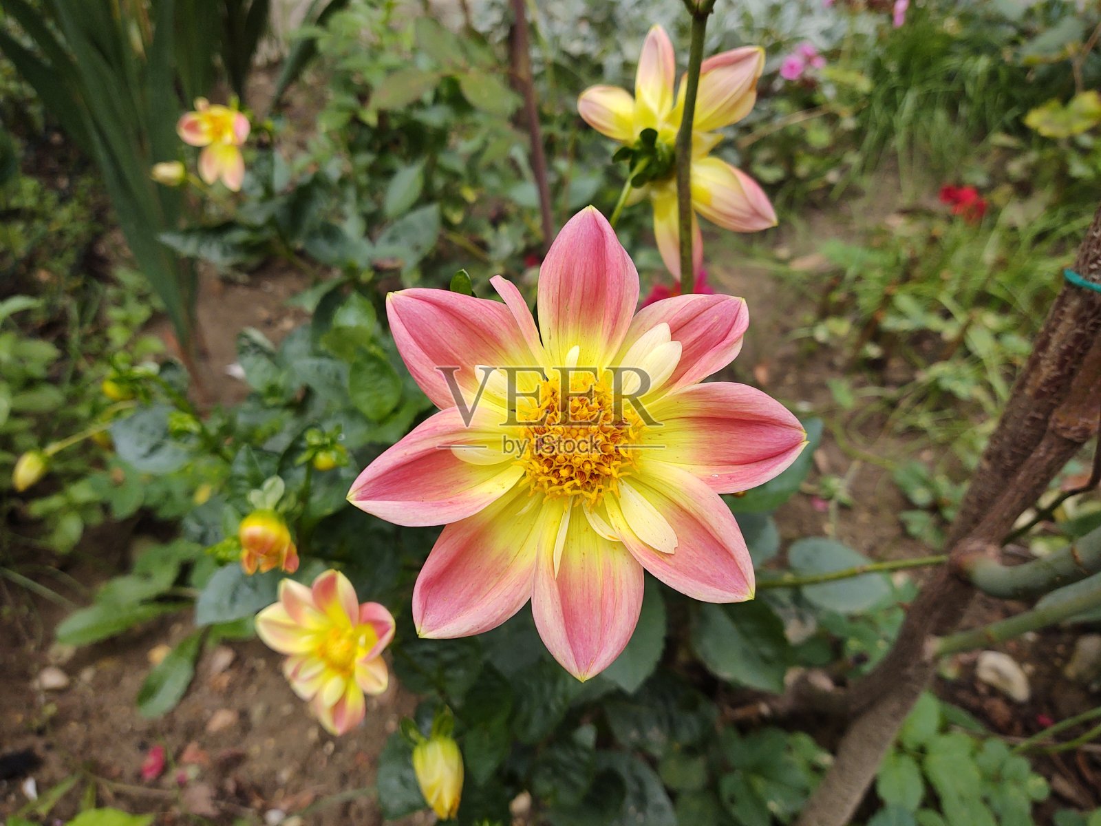 五彩缤纷的草甸花在大自然或花园里的草地上。照片摄影图片