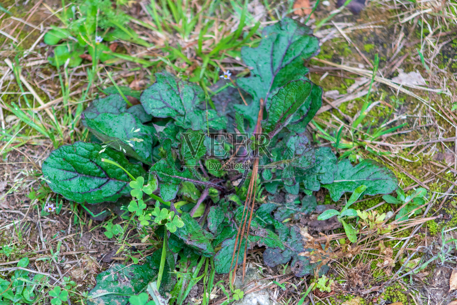 草坪杂草照片摄影图片