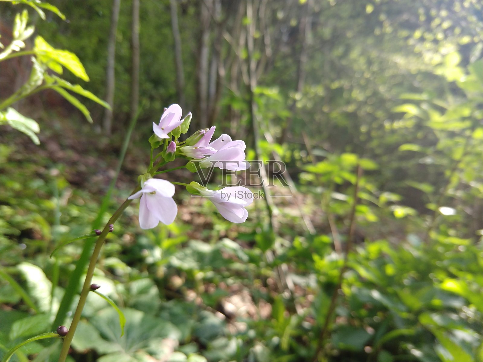 五彩缤纷的草甸花在大自然或花园里的草地上。照片摄影图片