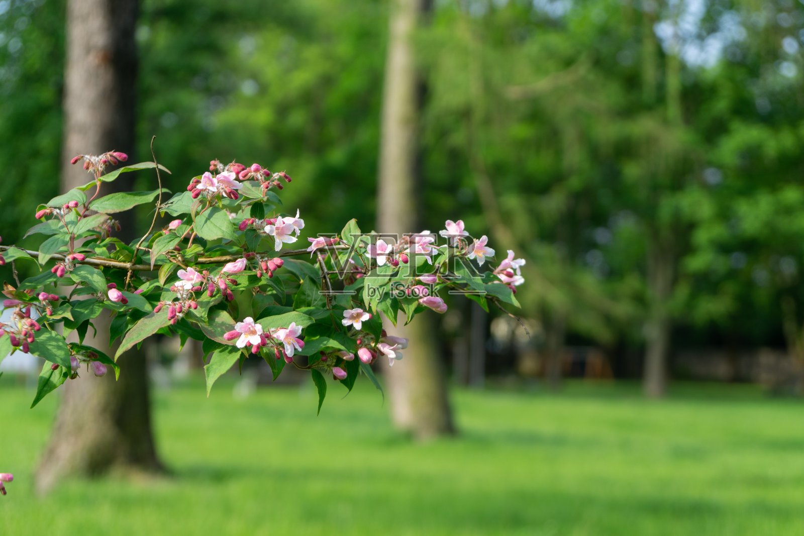 五彩缤纷的草甸花在大自然或花园里的草地上。照片摄影图片