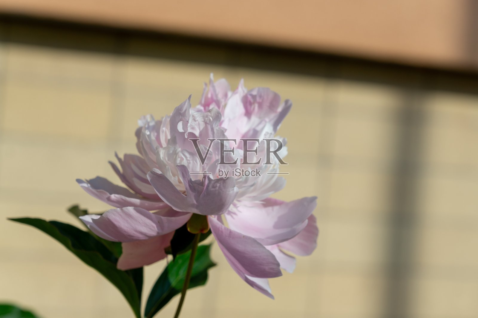 五彩缤纷的草甸花在大自然或花园里的草地上。照片摄影图片