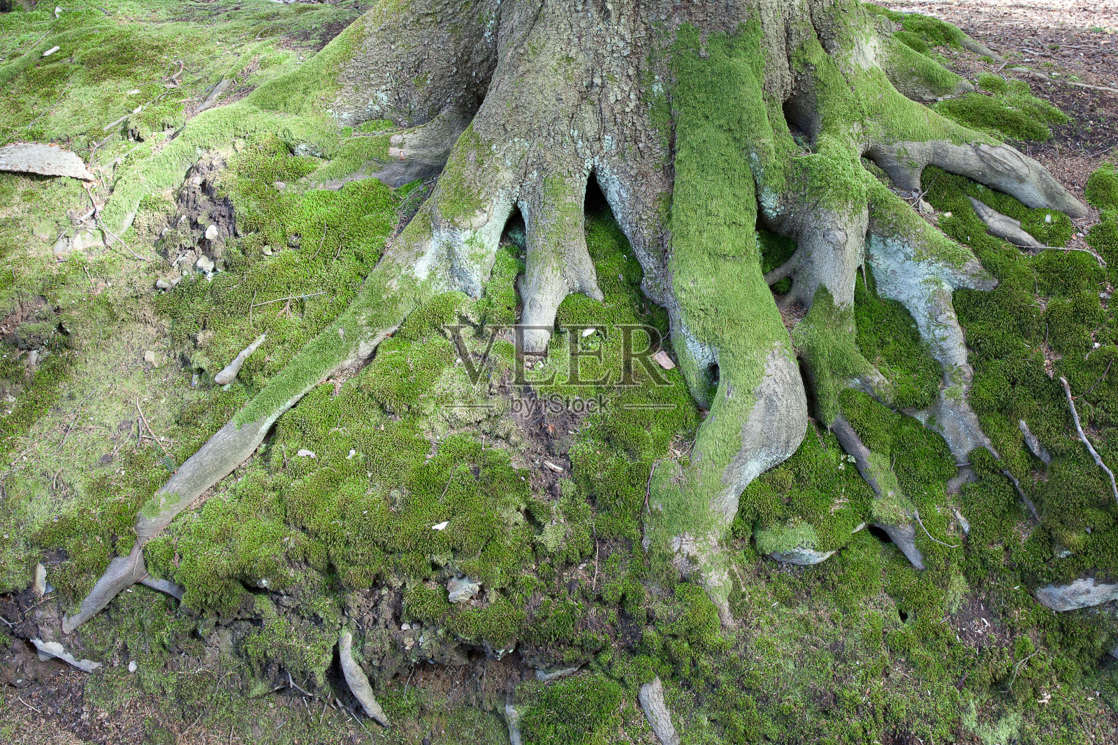 丹麦-斯堪的那维亚的森林照片摄影图片