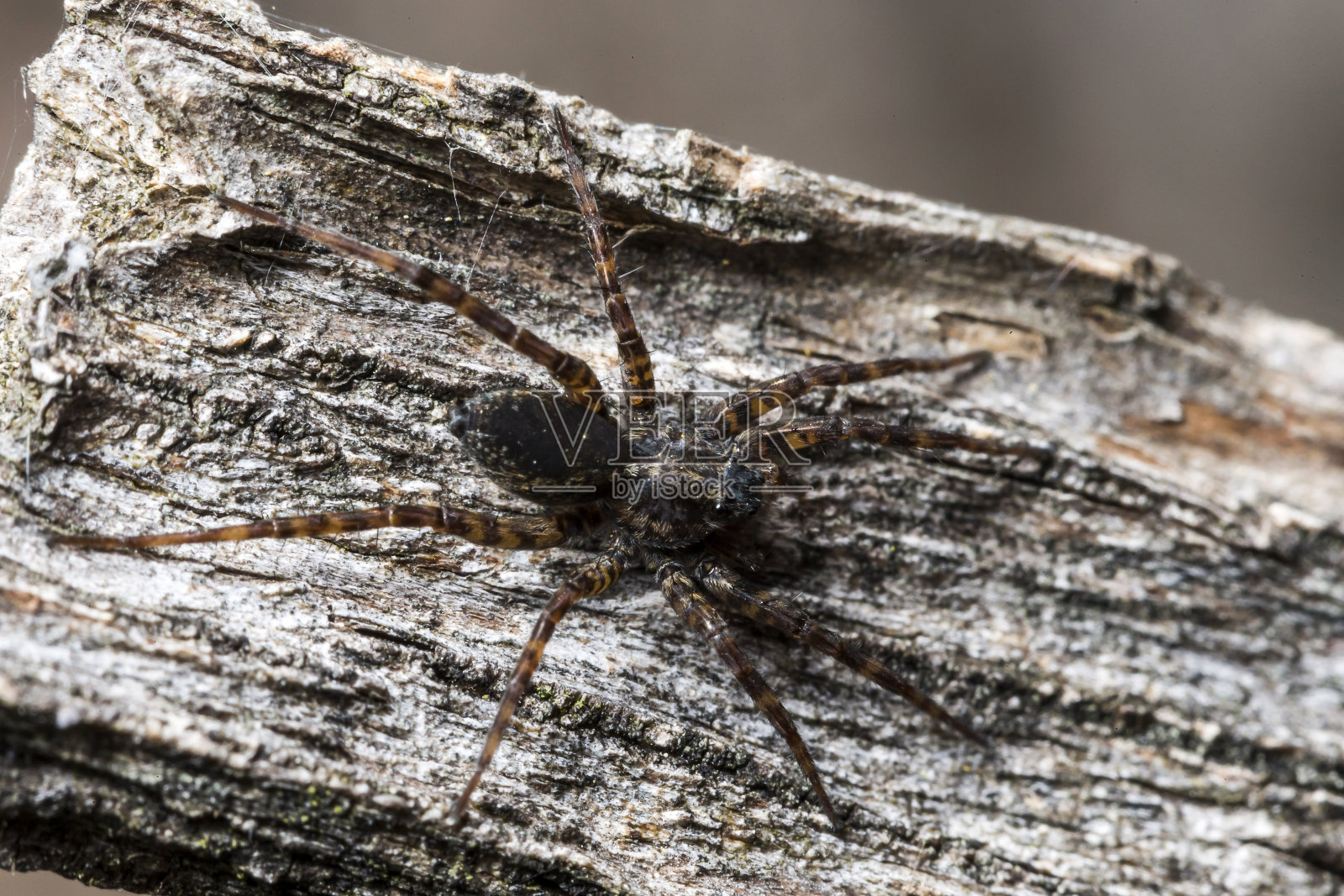 昆虫,蜘蛛照片摄影图片