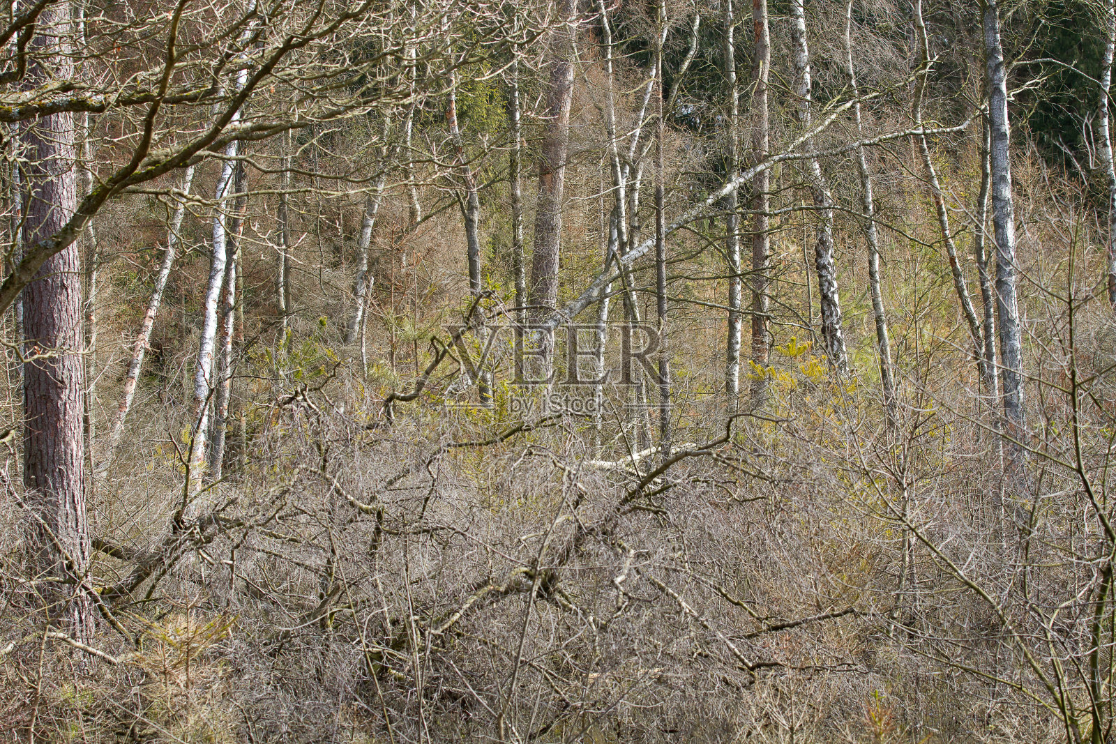 丹麦的森林照片摄影图片