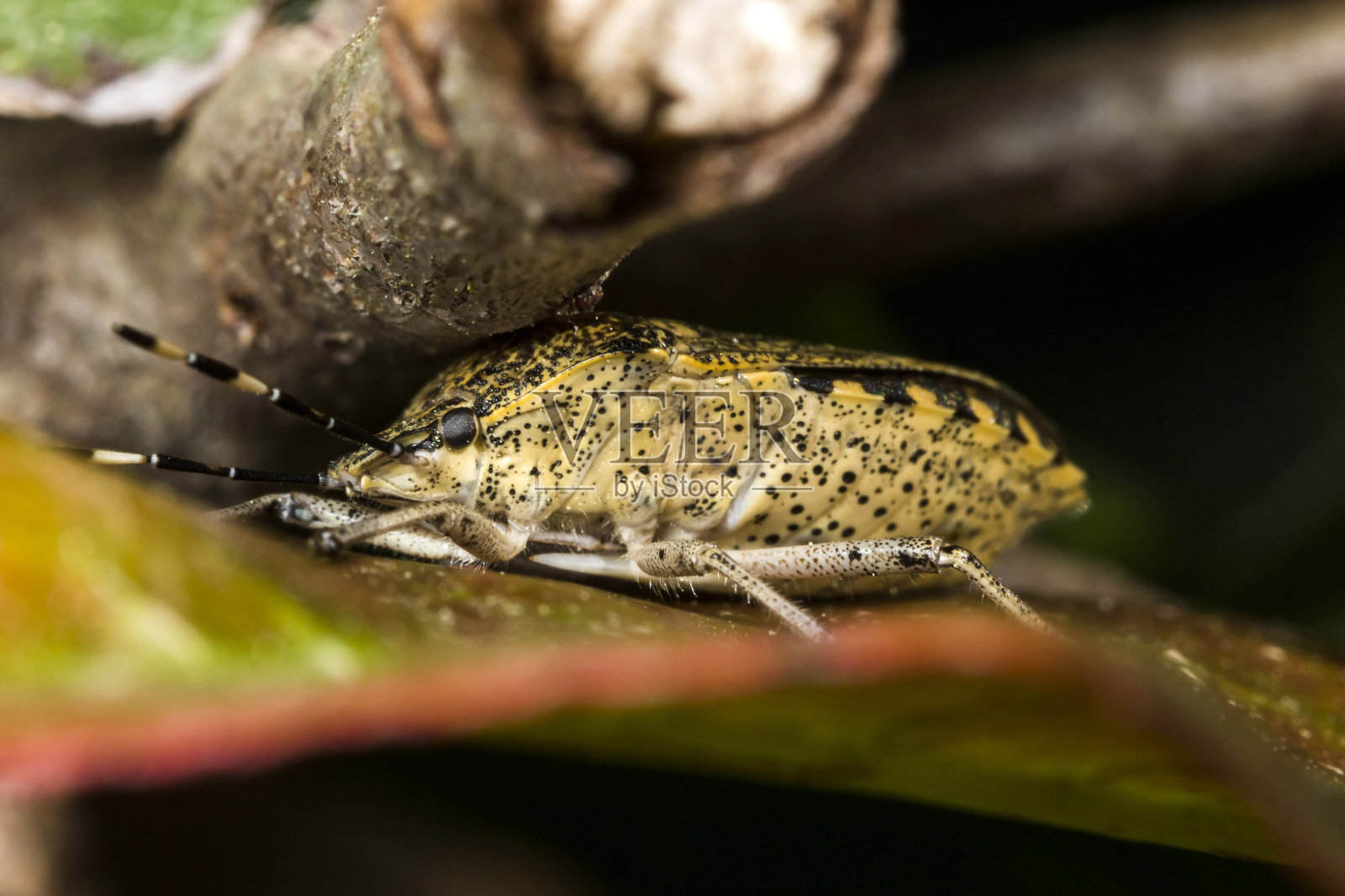 金色的错误照片摄影图片