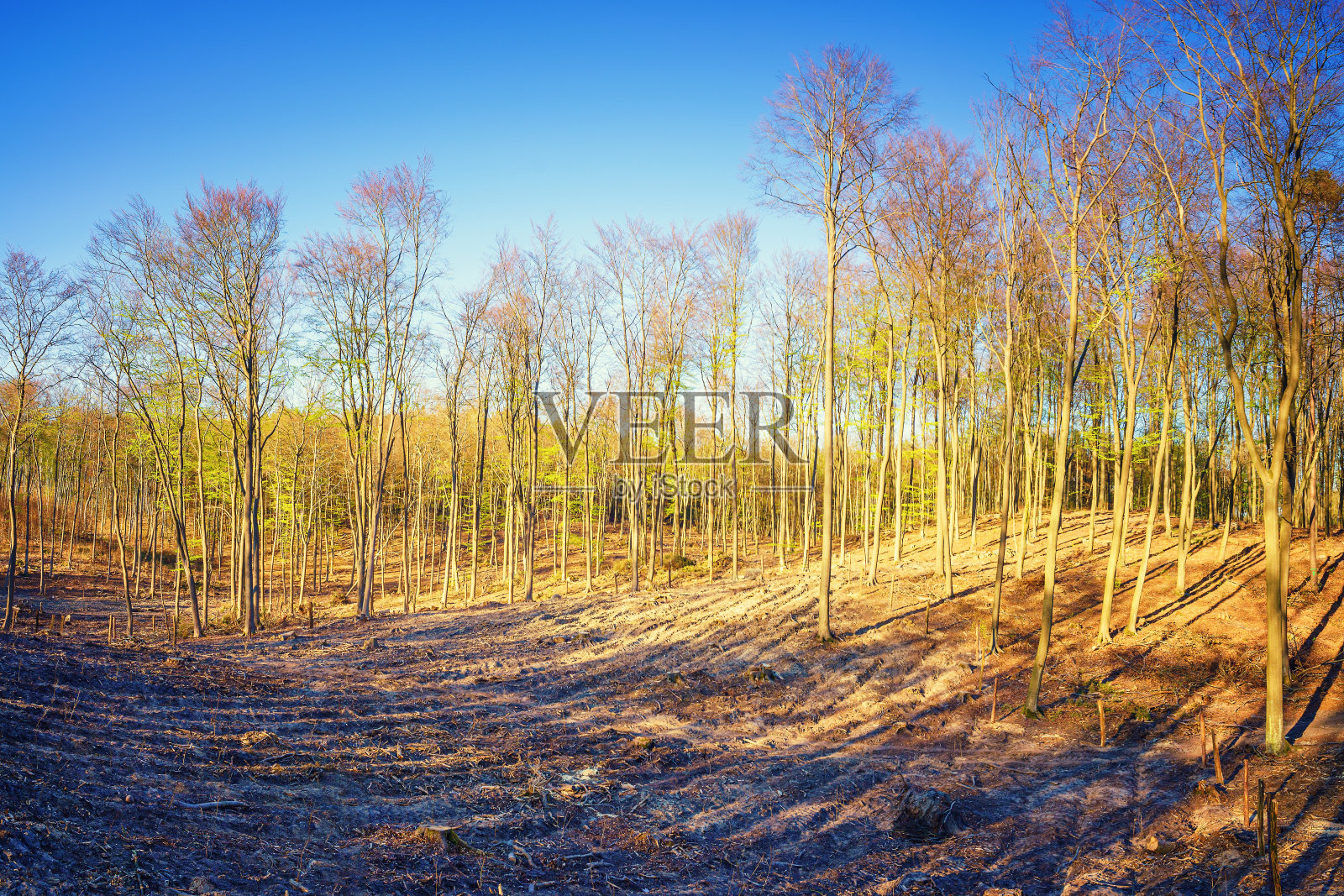 山毛榉林的全景。照片摄影图片