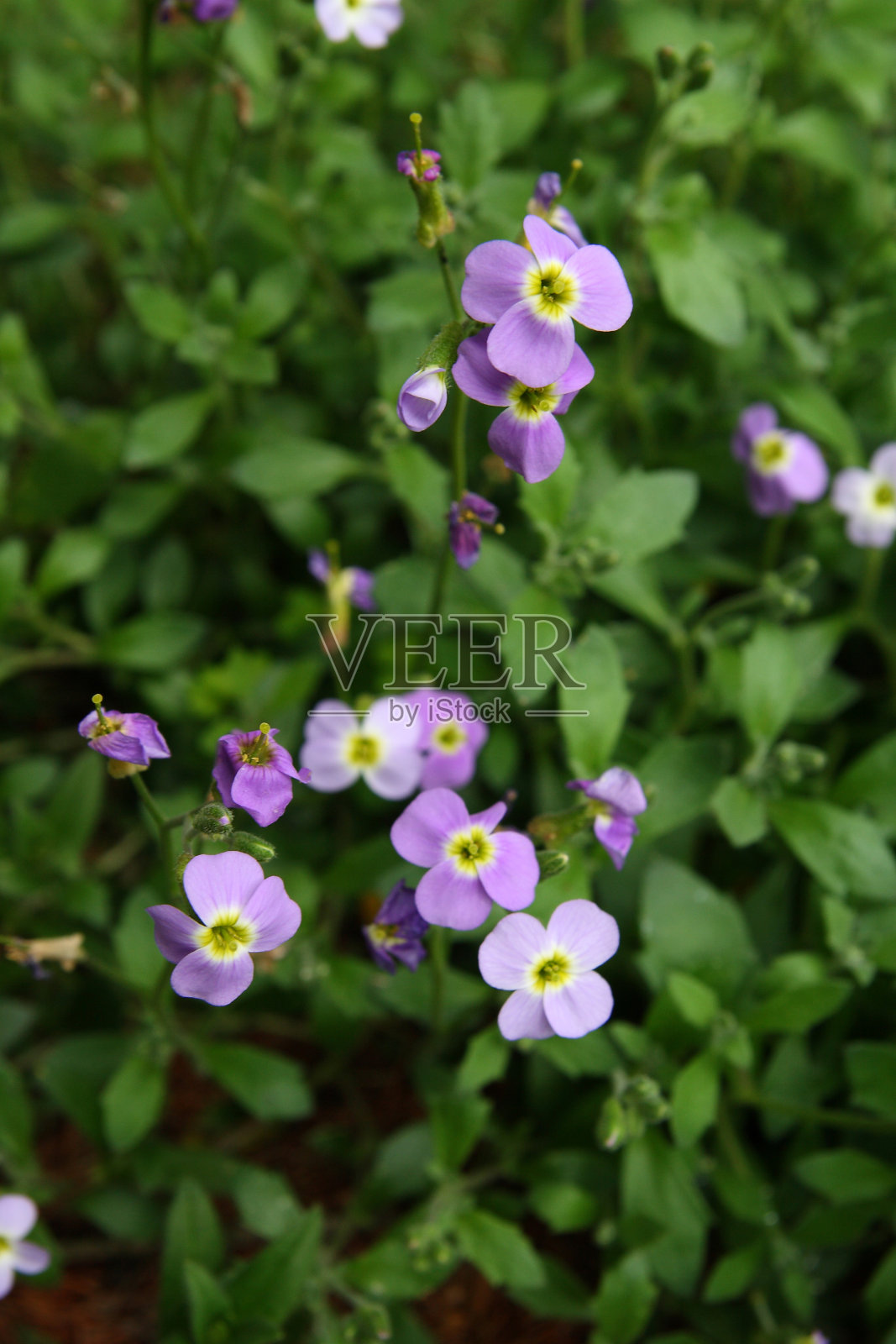 春天的花园里百花盛开照片摄影图片