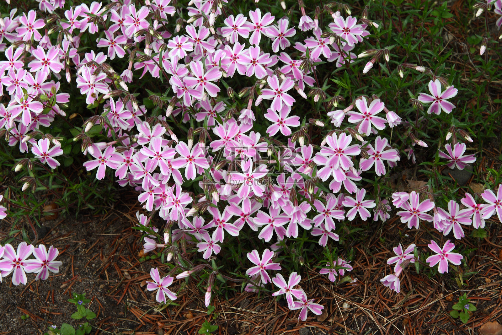 春天的花园里百花盛开照片摄影图片