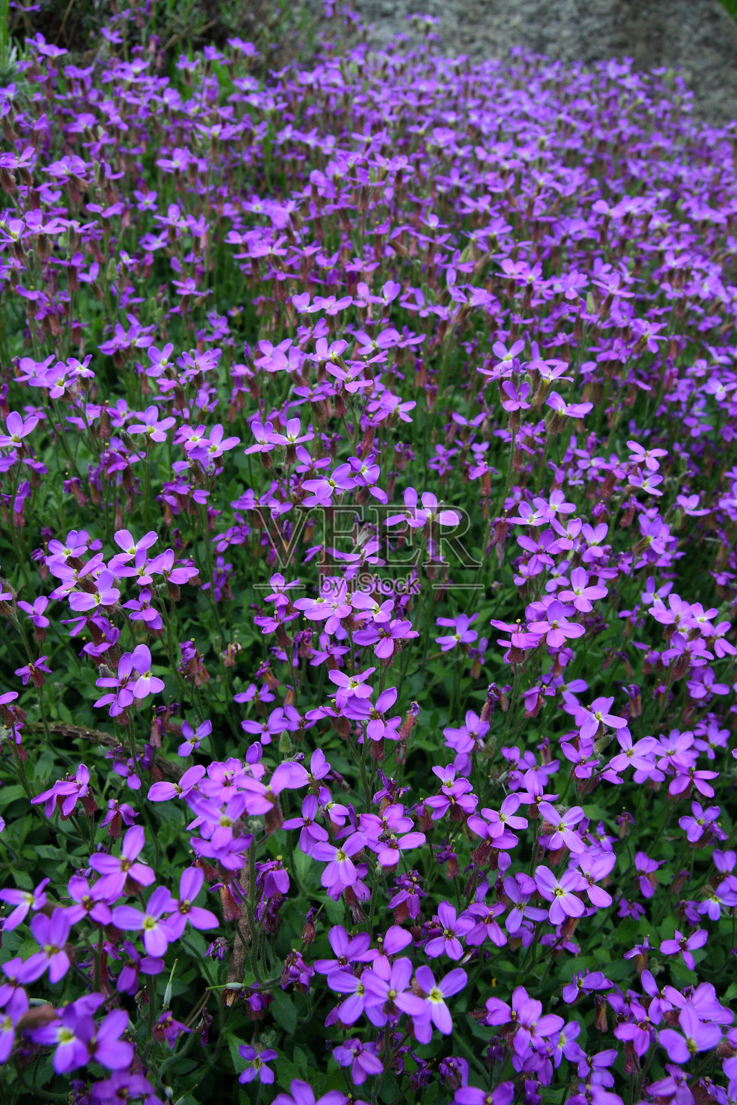 春天的花园里百花盛开照片摄影图片