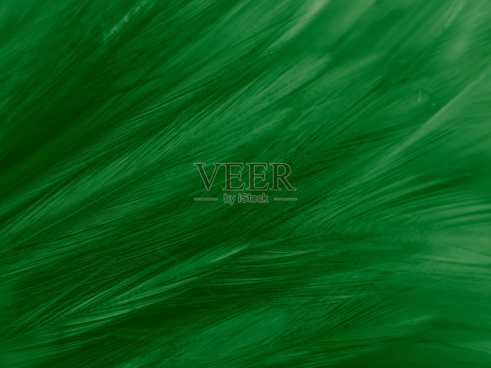 美丽抽象的白色和绿色羽毛上的白色背景和柔软的白色羽毛纹理上的白色图案和绿色背景，羽毛背景，绿色横幅照片摄影图片