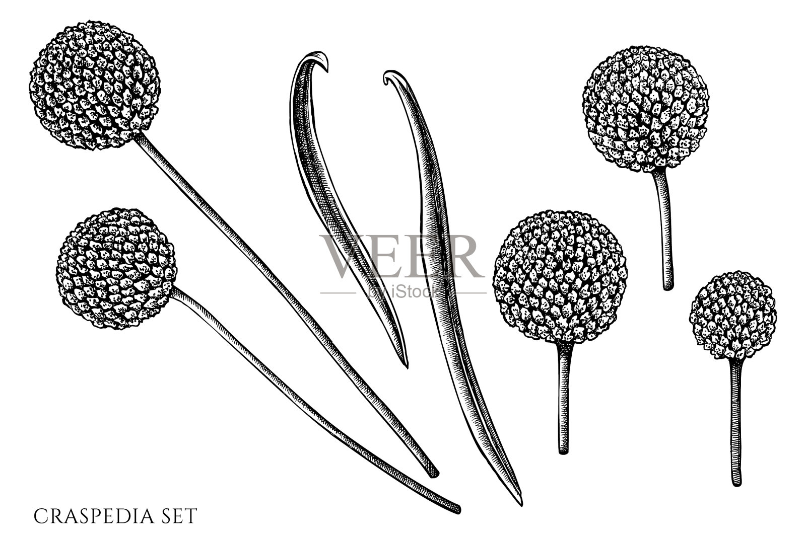 设置手绘黑白木本植物设计元素图片