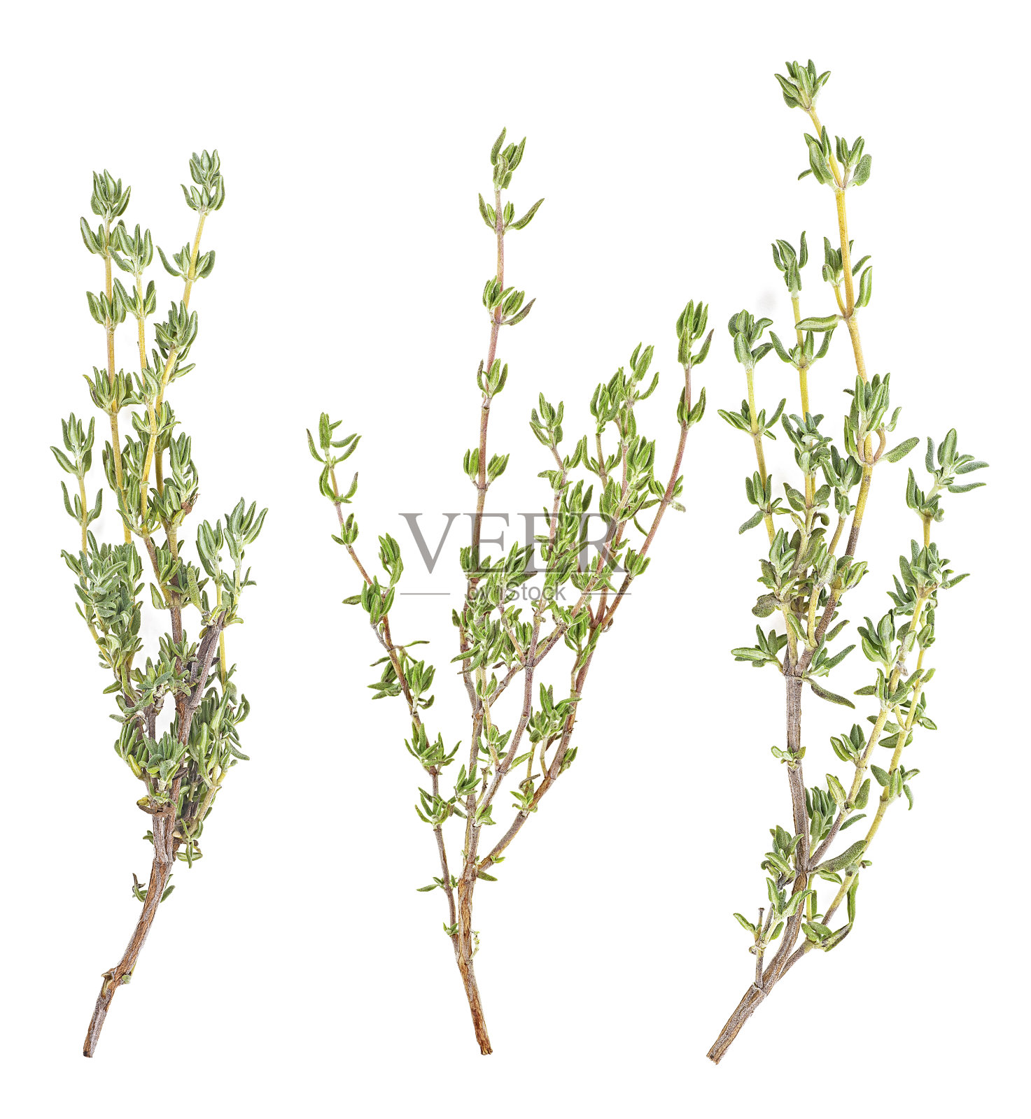 三个不同的小枝新鲜百里香孤立在白色的背景，俯视图。照片摄影图片