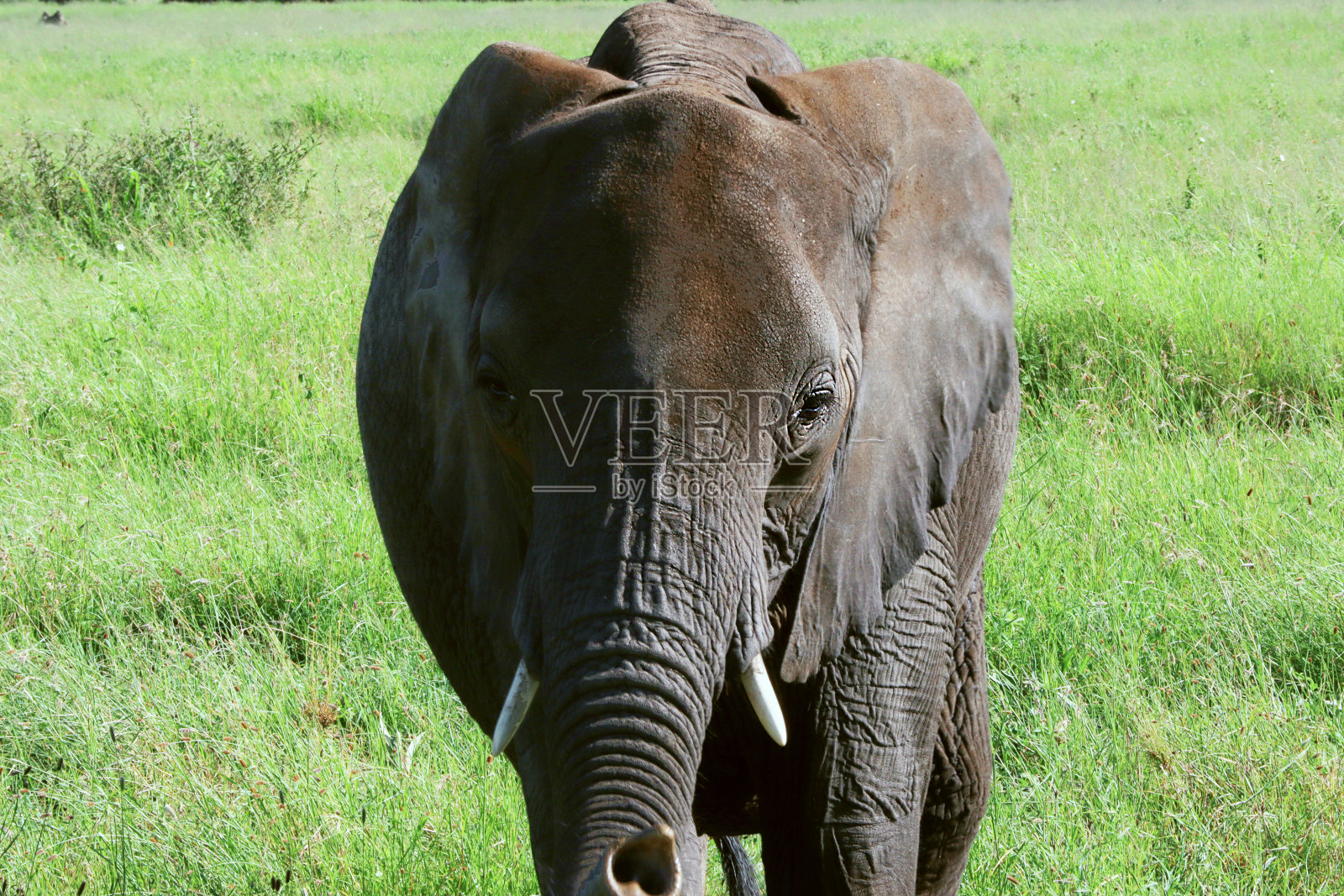 塞伦盖蒂国家公园的大草原上，一头大象正走向摄像机照片摄影图片