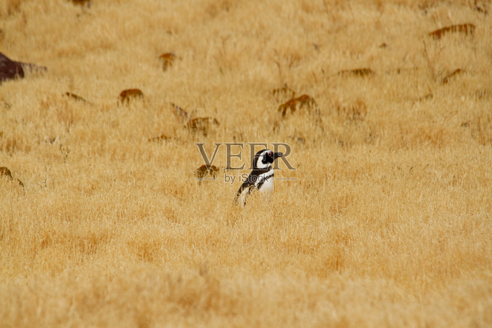 草原上的企鹅照片摄影图片