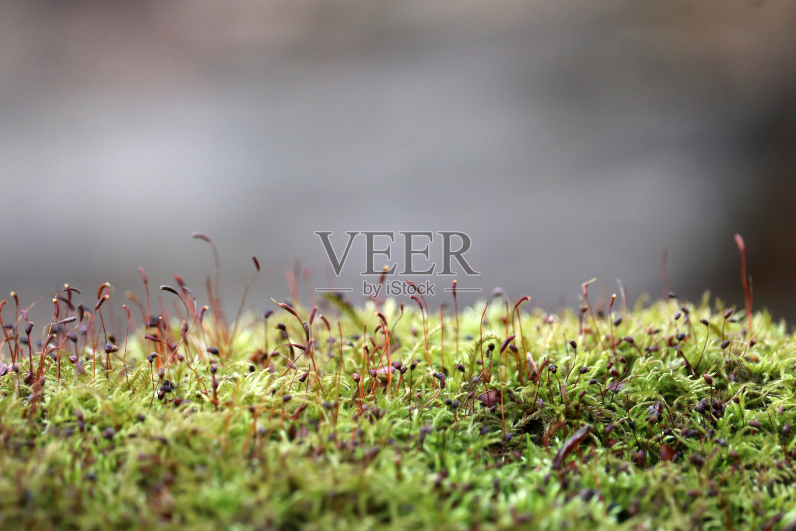 绿色和红色苔藓与孢子囊近距离，魔法森林照片摄影图片