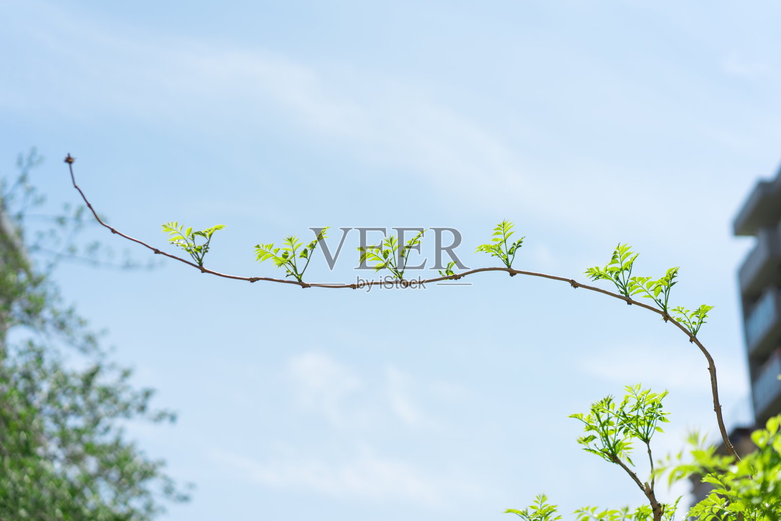 一种春天的植物，每隔一段时间向天空长出嫩叶照片摄影图片