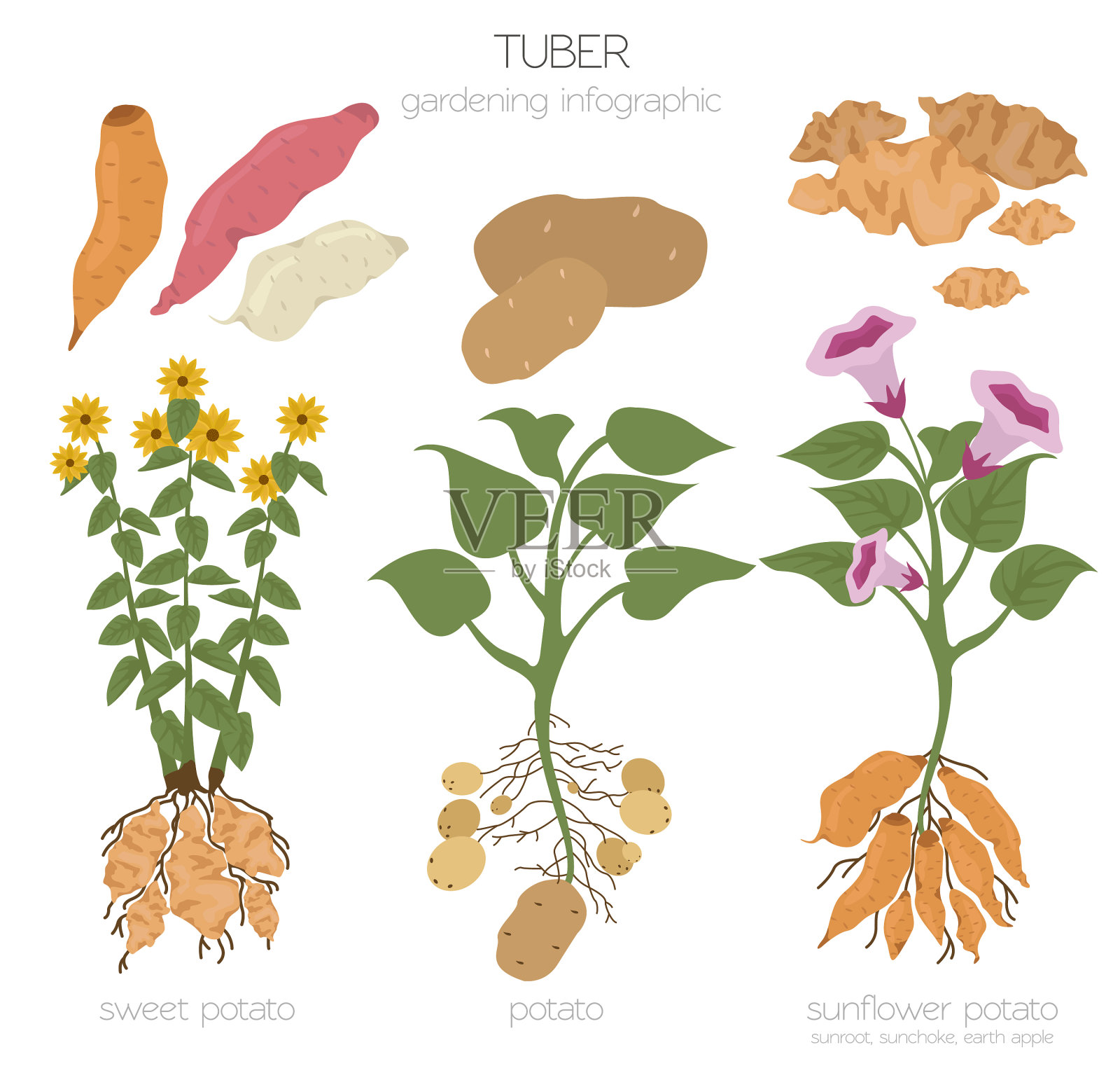 块茎蔬菜，土豆，向日葵和甜插画图片素材