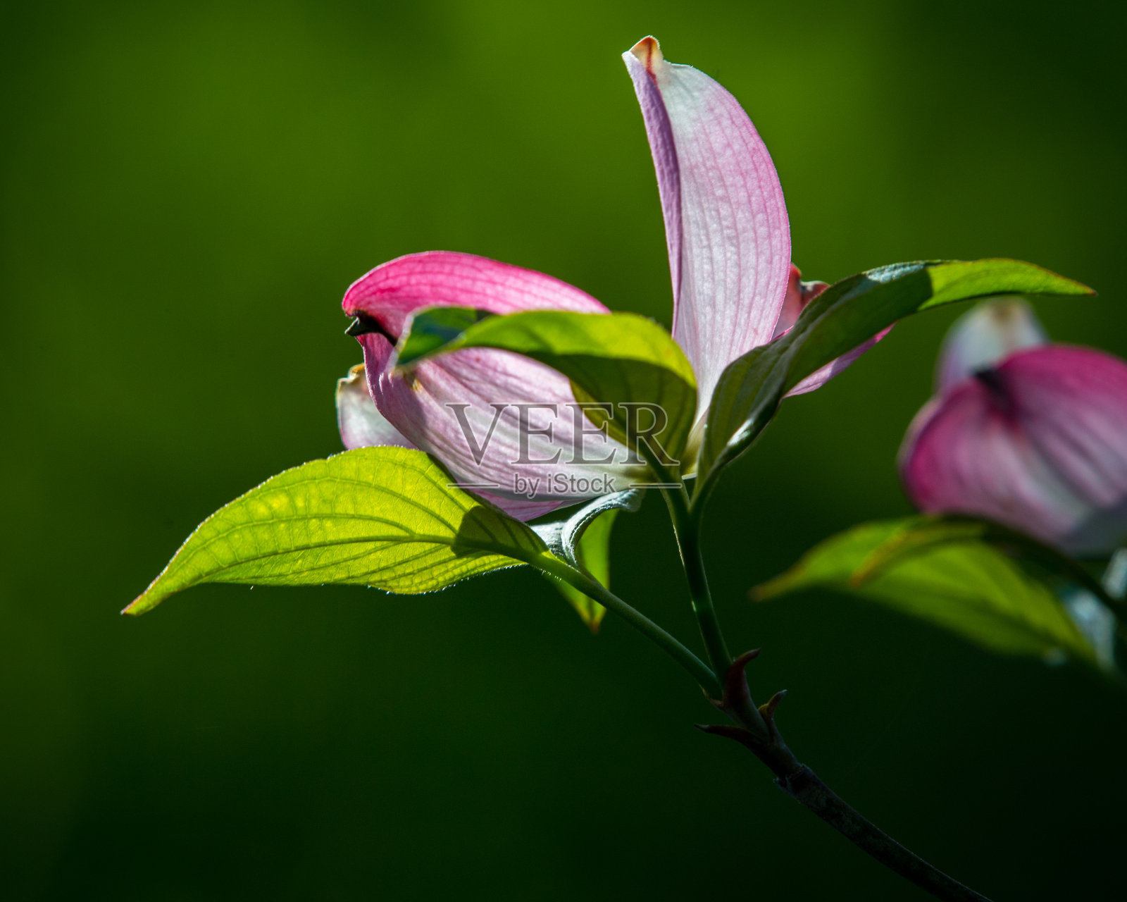 山茱萸是粉红色的花照片摄影图片