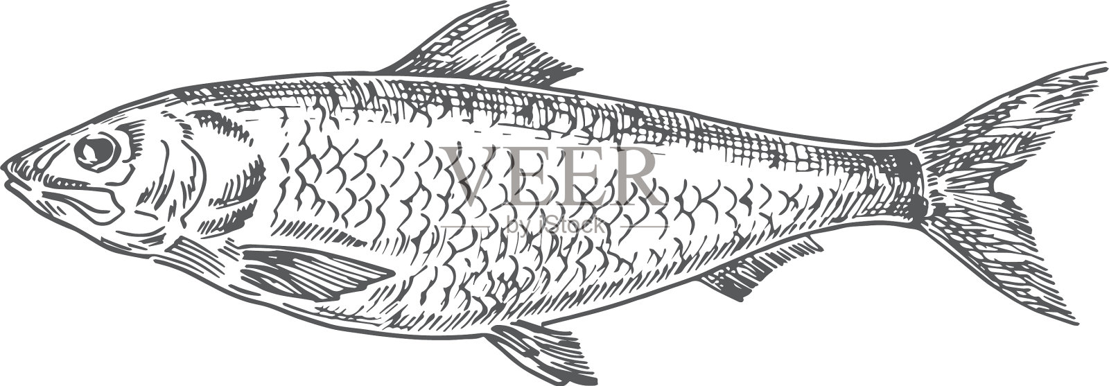 鲱鱼手绘抽象画设计元素图片