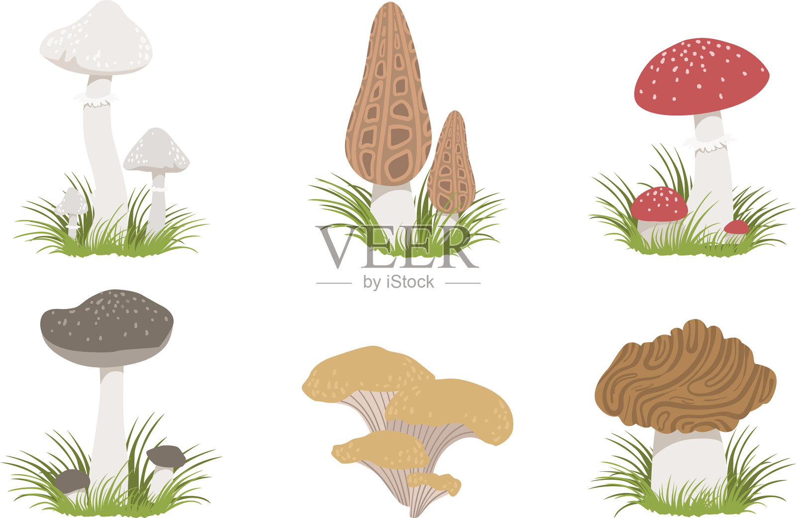收集野生森林蘑菇集食用插画图片素材