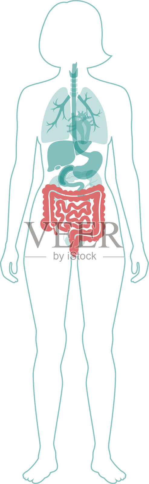 大肠和小肠设计元素图片