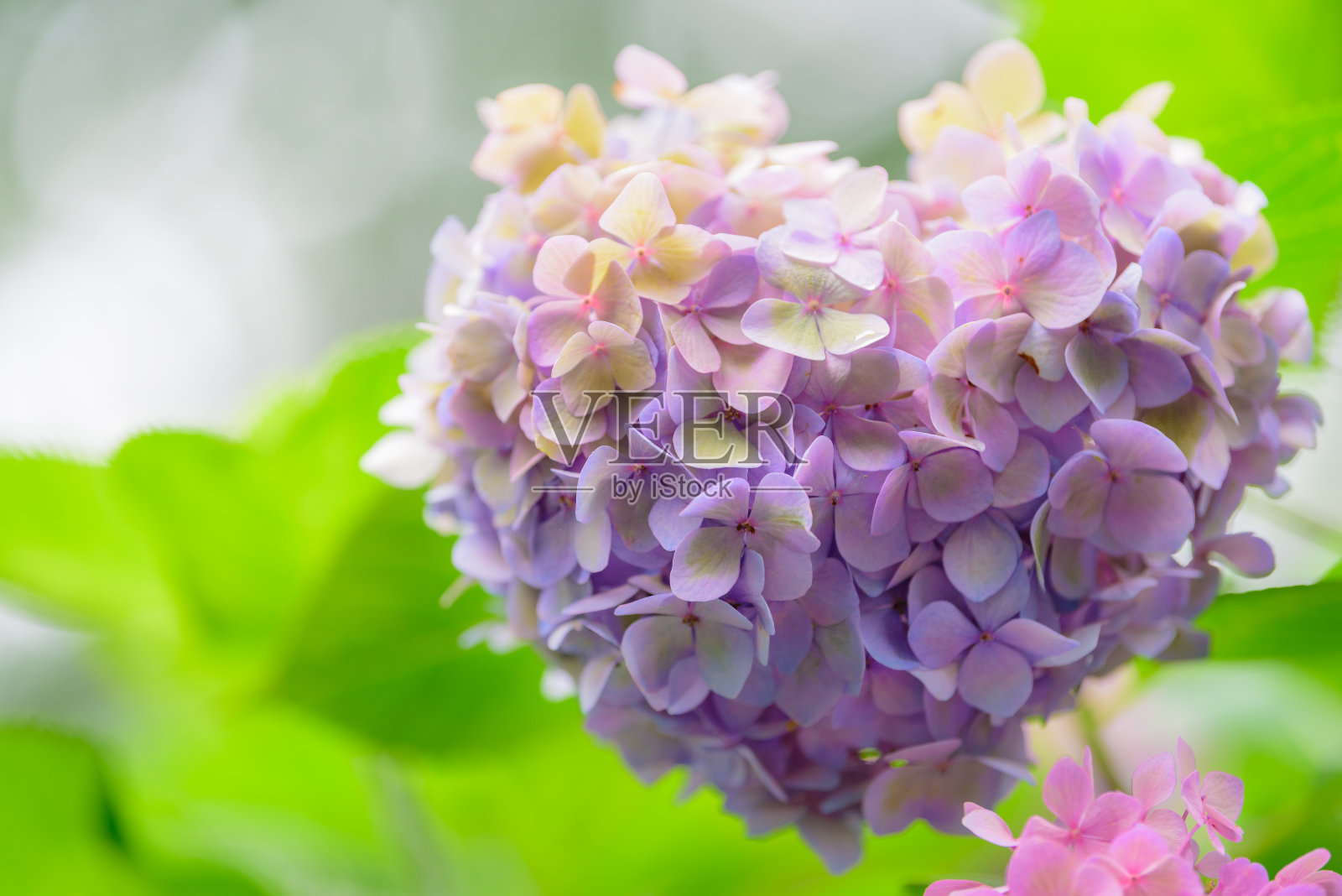 美丽的绣球花在日本照片摄影图片