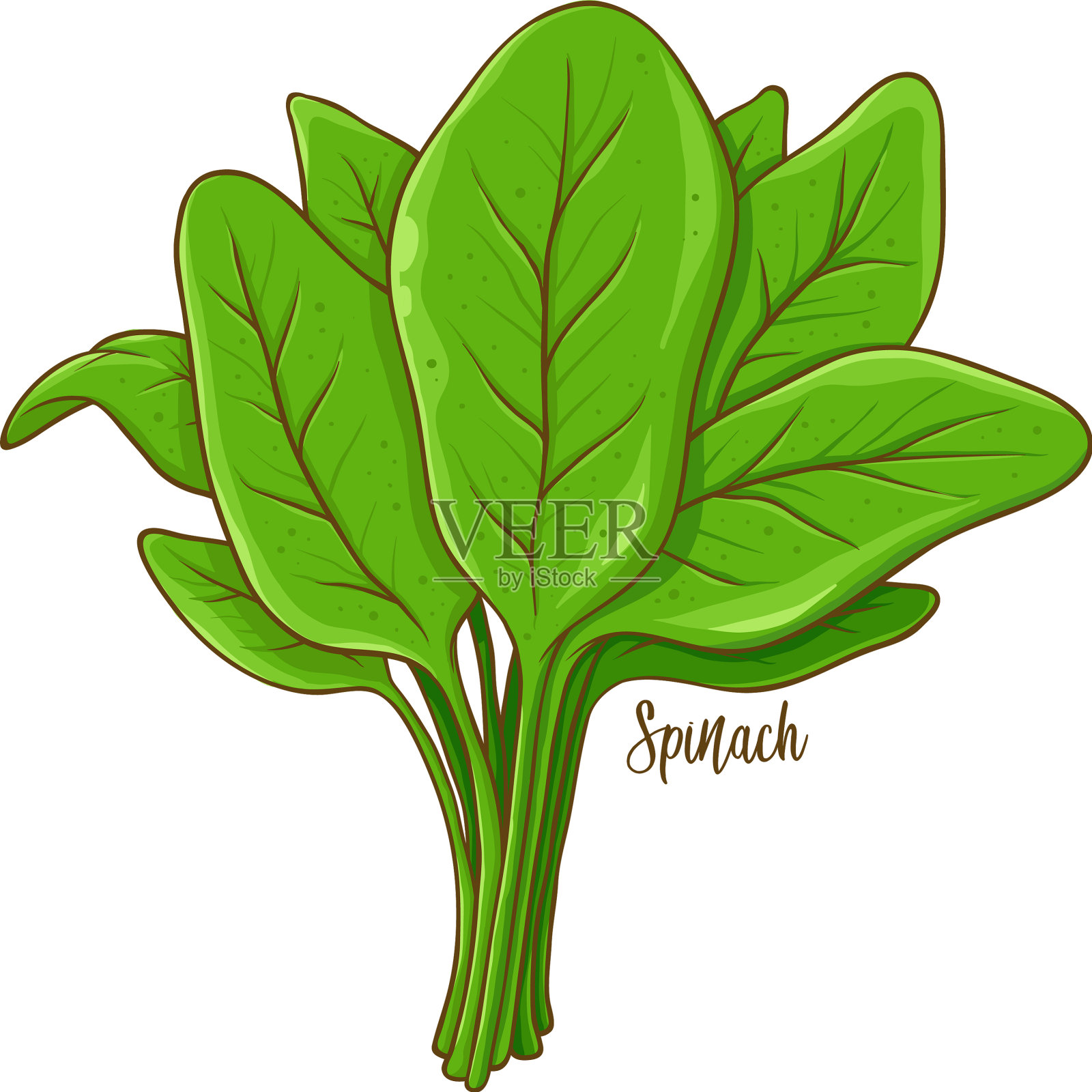 菠菜蔬菜手绘插画图片素材