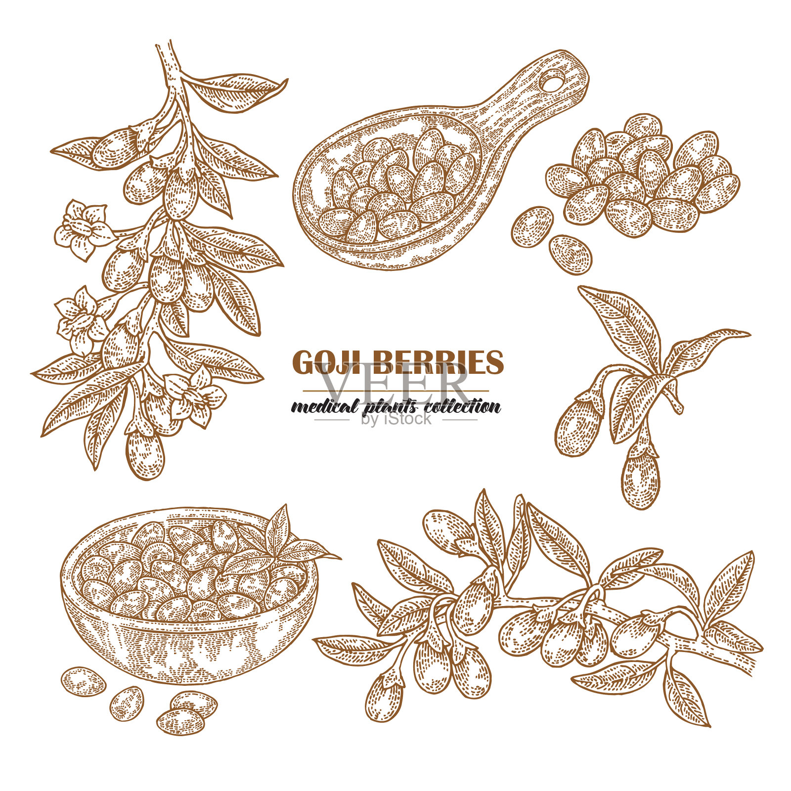 设枸杞浆果在树枝上手绘医疗设计元素图片
