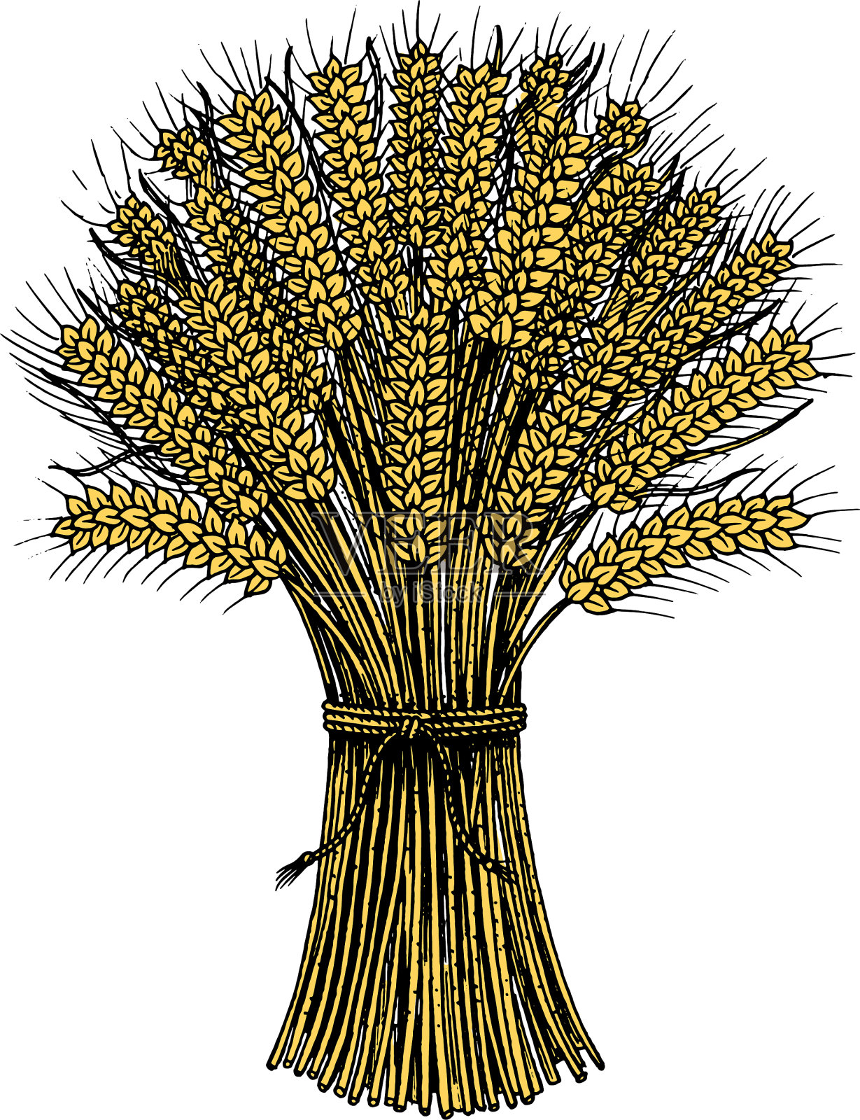 小麦，黑麦小穗和玉米种子设计元素图片