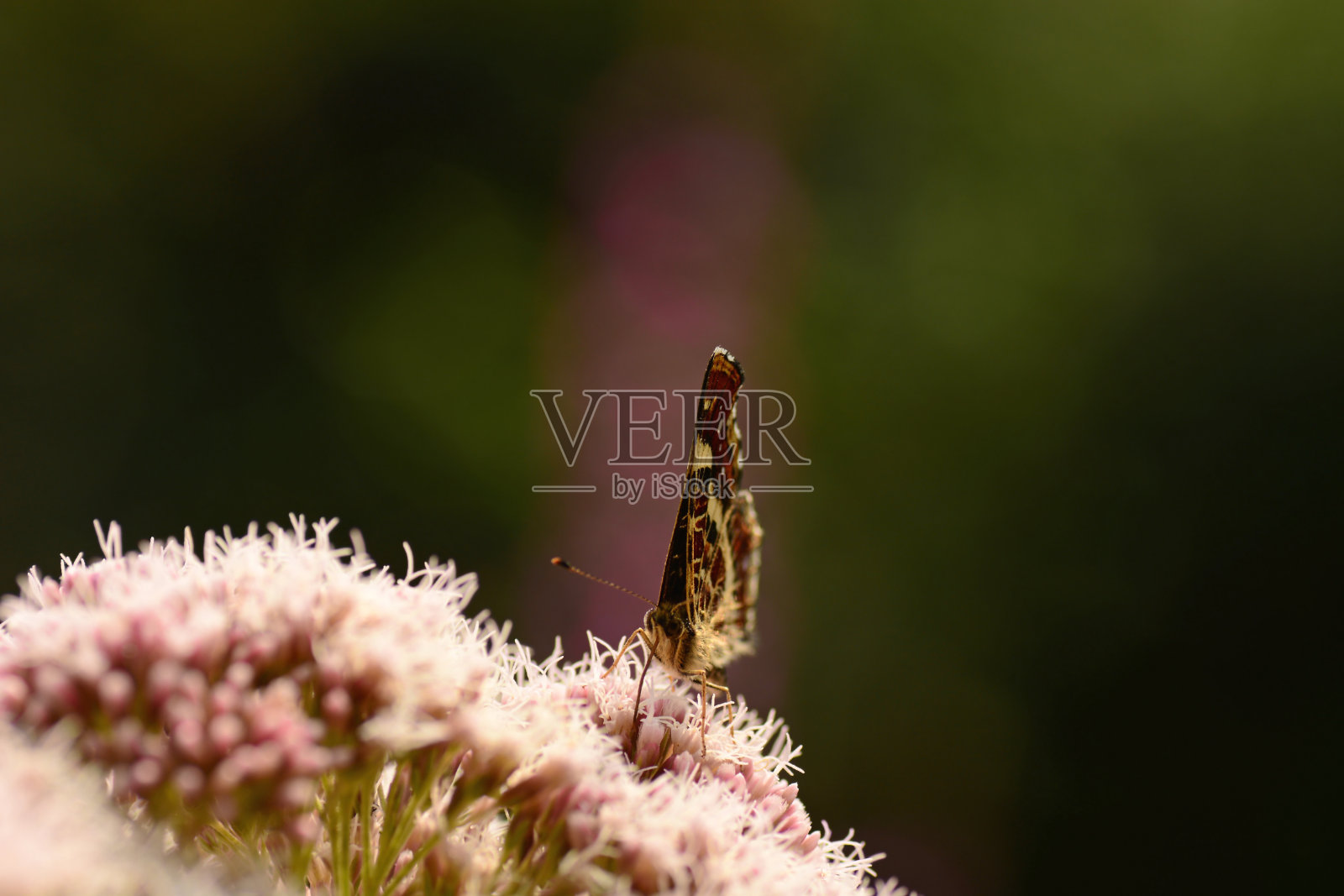 地图蝴蝶在尤普兰照片摄影图片