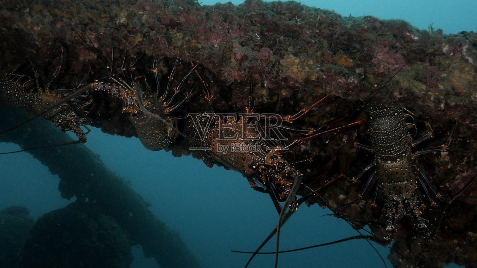 小笠原棘龙虾(Panulirus brunneiflagellum)在海底沉船照片摄影图片