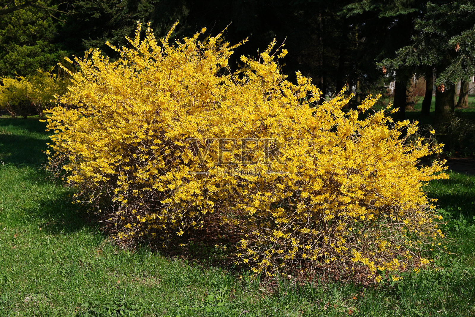 春天的花园里百花盛开照片摄影图片