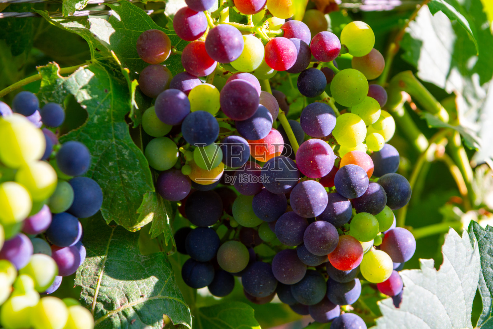 葡萄种植在葡萄园，在意大利种植红酒葡萄照片摄影图片
