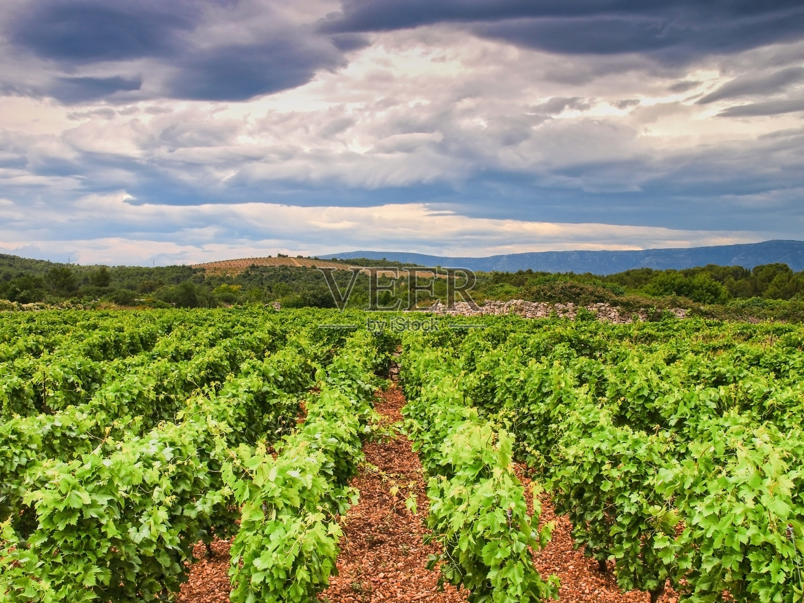 达尔马提亚葡萄园照片摄影图片