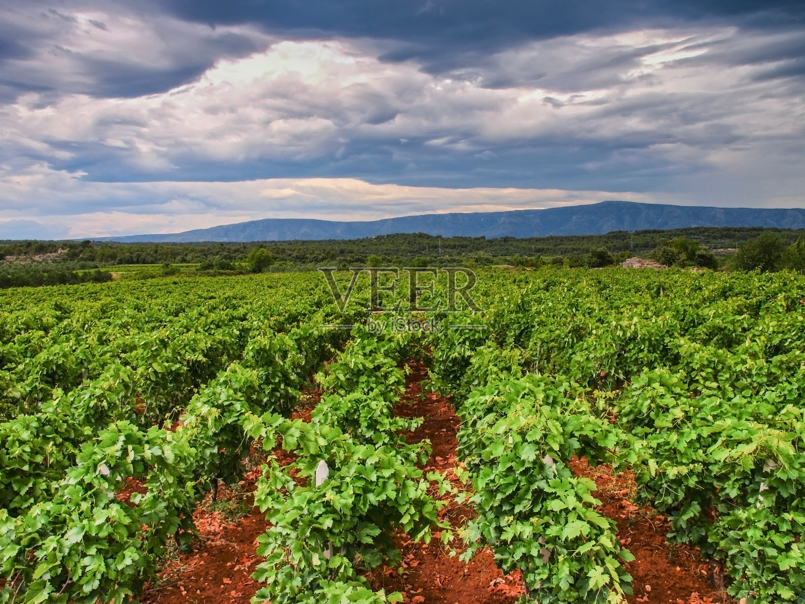 达尔马提亚葡萄园照片摄影图片