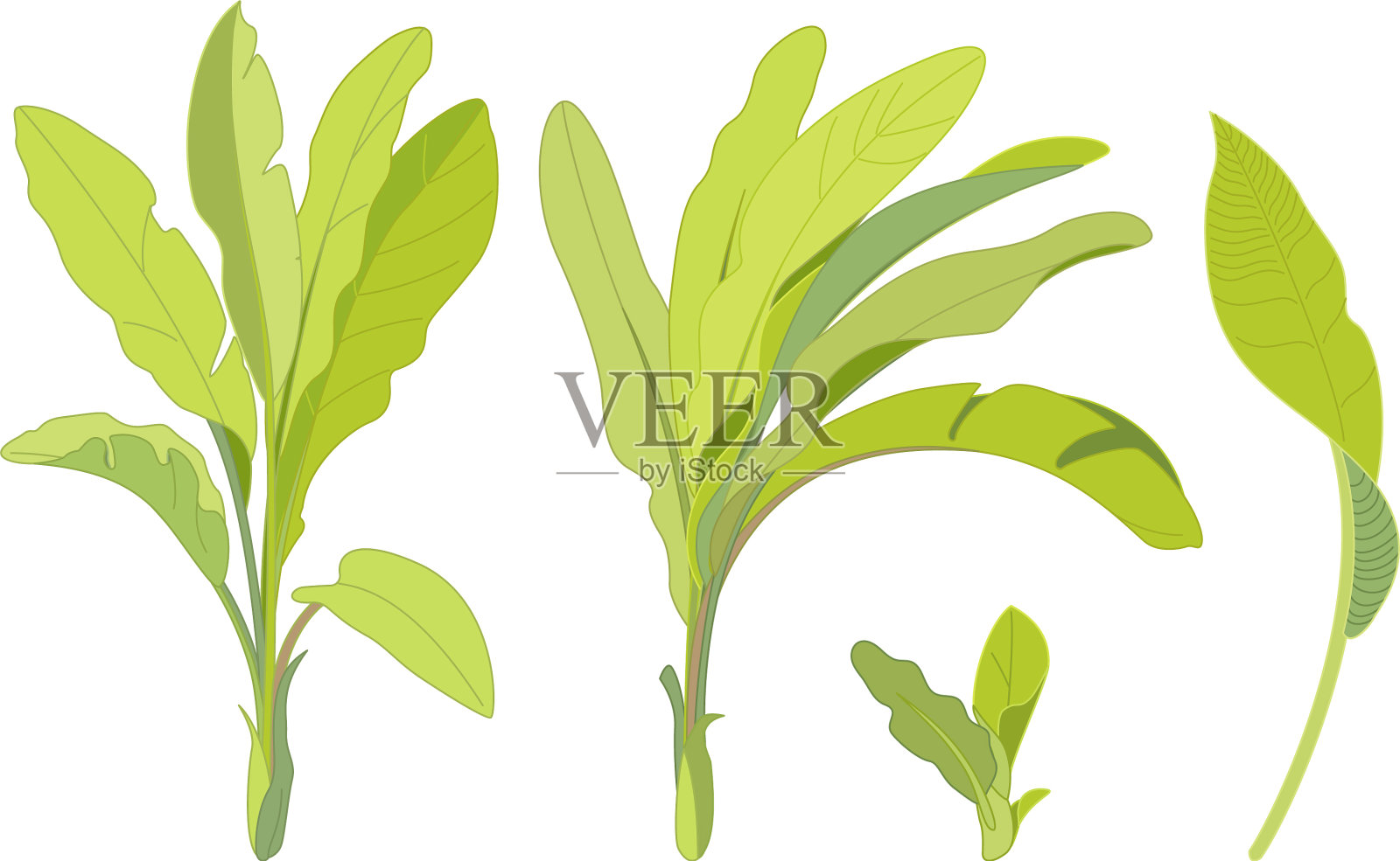 手绘植物剪贴画设计元素图片