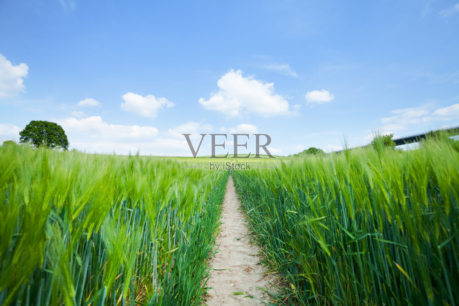 埃森西郊鲁尔谷麦田路径照片摄影图片