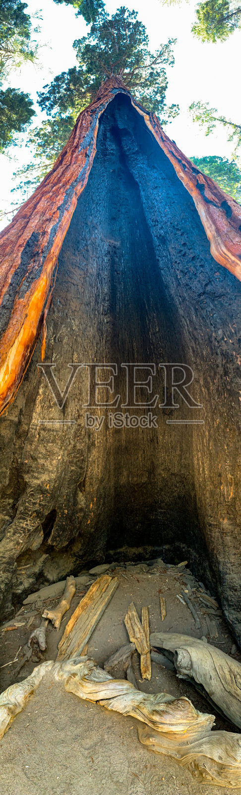 美国加州红杉国家公园照片摄影图片