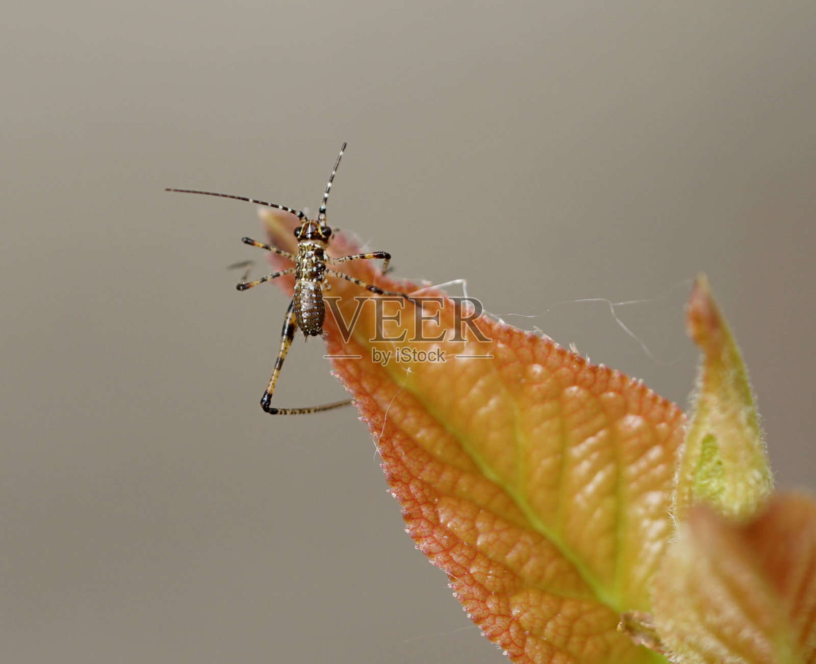 叶子上蚱蜢的特写照片摄影图片