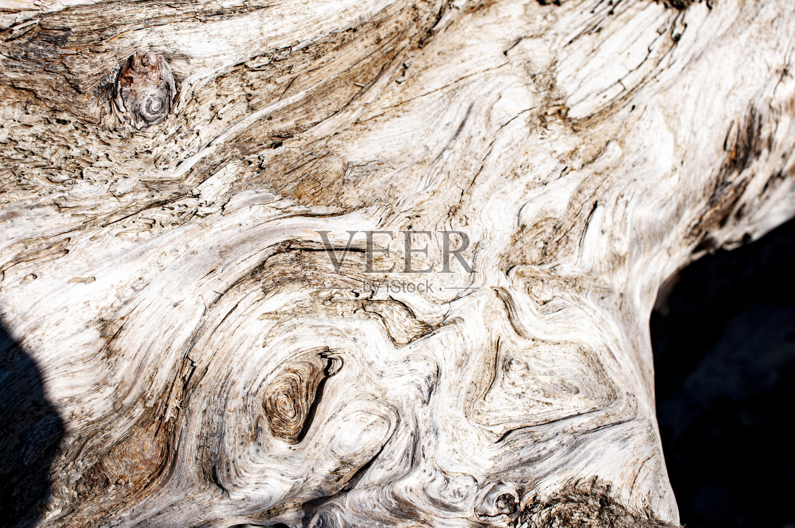 有年轮图案的浮木照片摄影图片