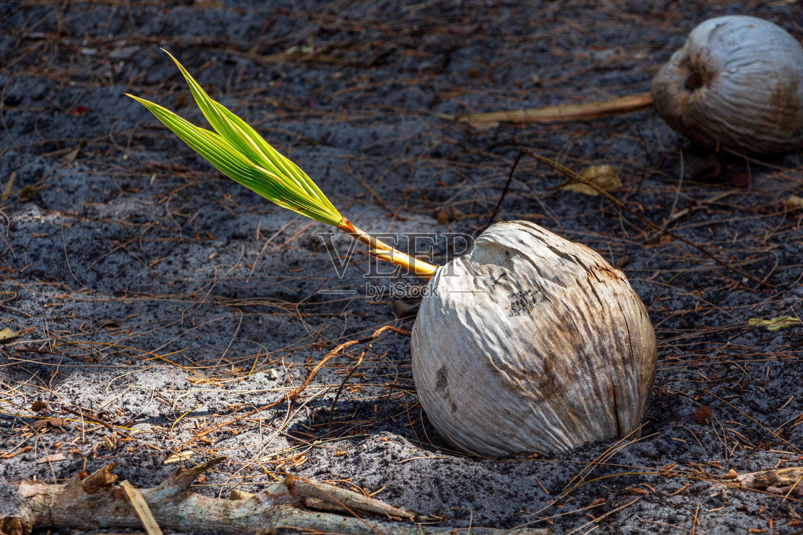 正在发芽的椰子(Cocos nucifera) -戴维，佛罗里达，美国照片摄影图片