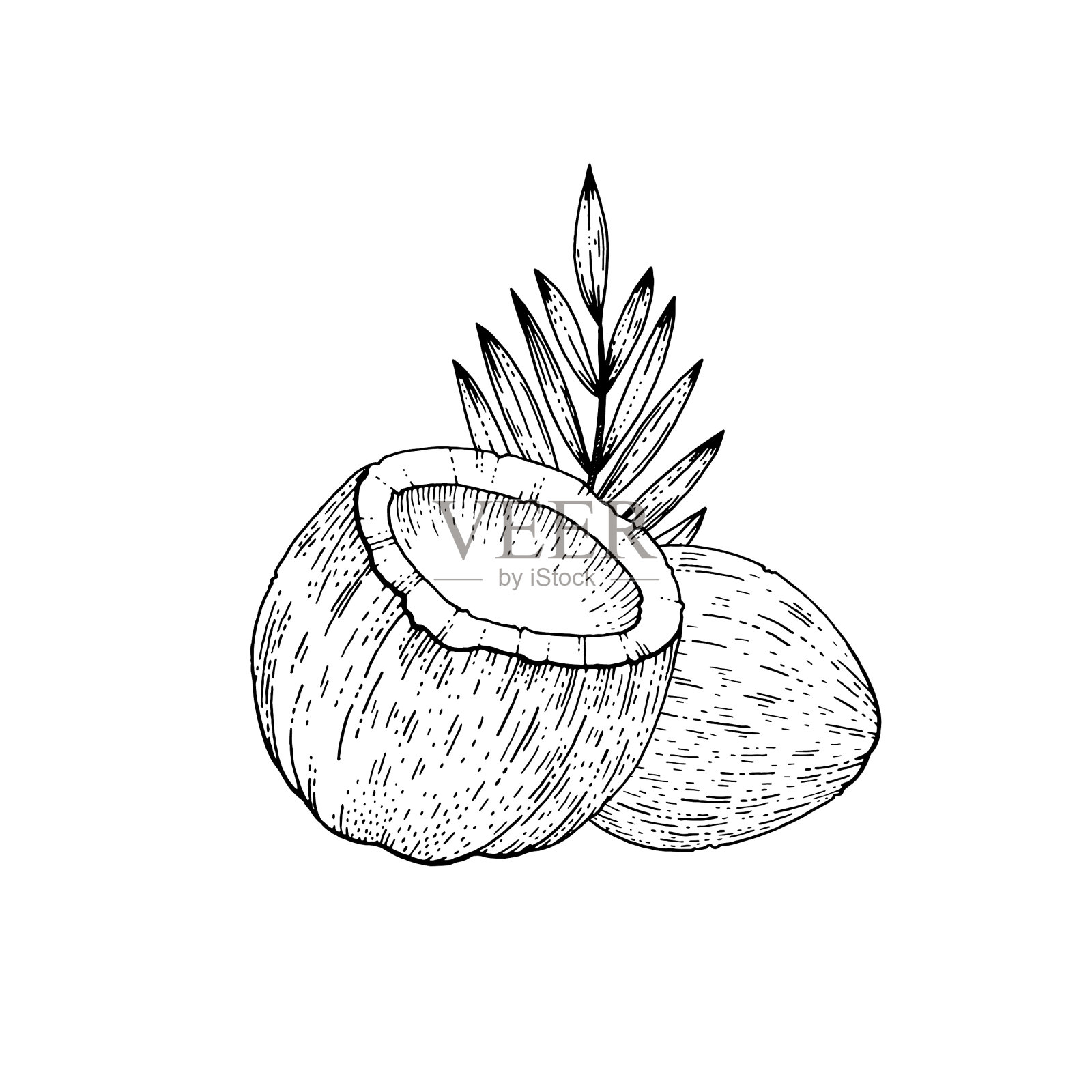 夏季热带椰子果异国椰子食物手设计元素图片