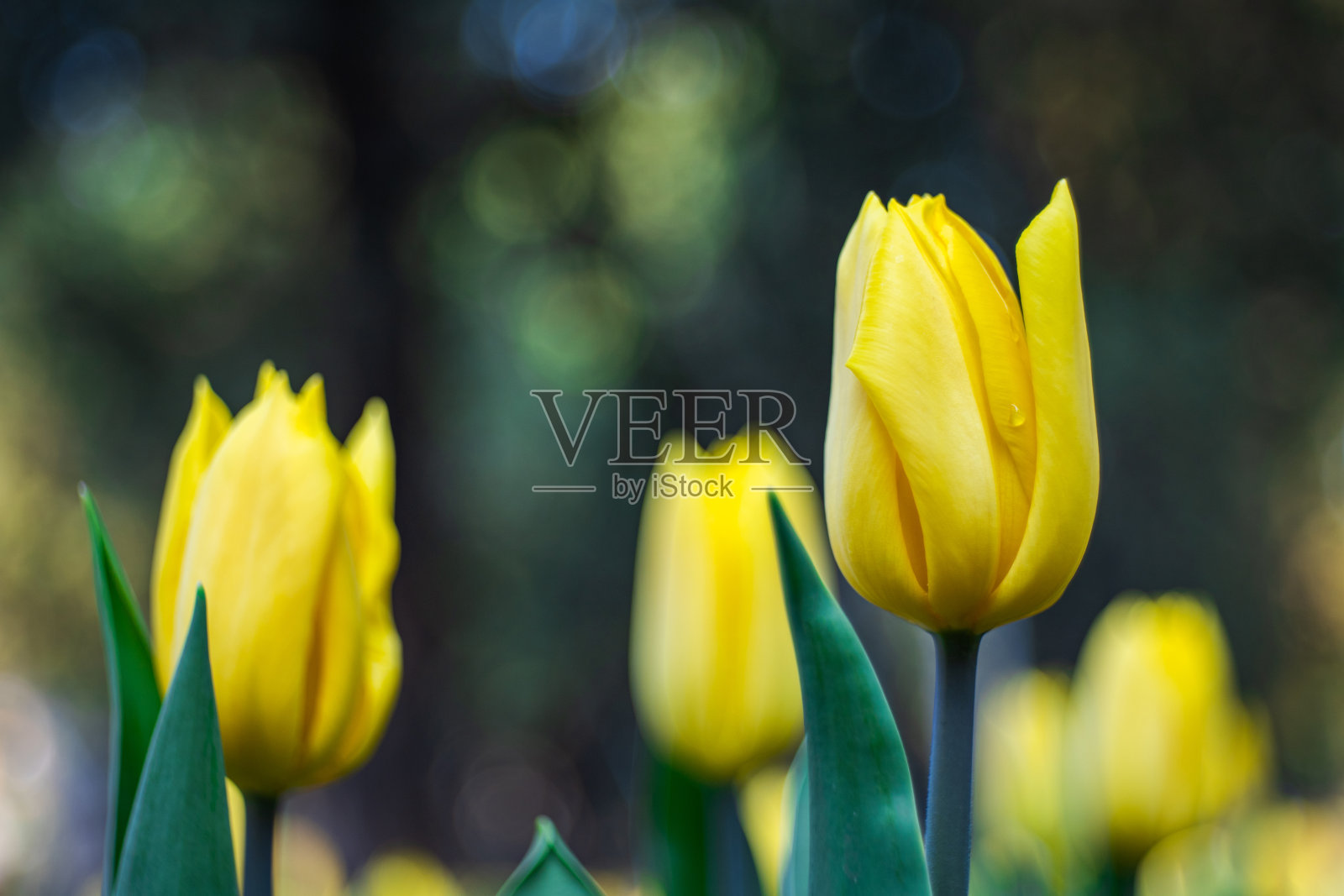 盛开的郁金香照片摄影图片