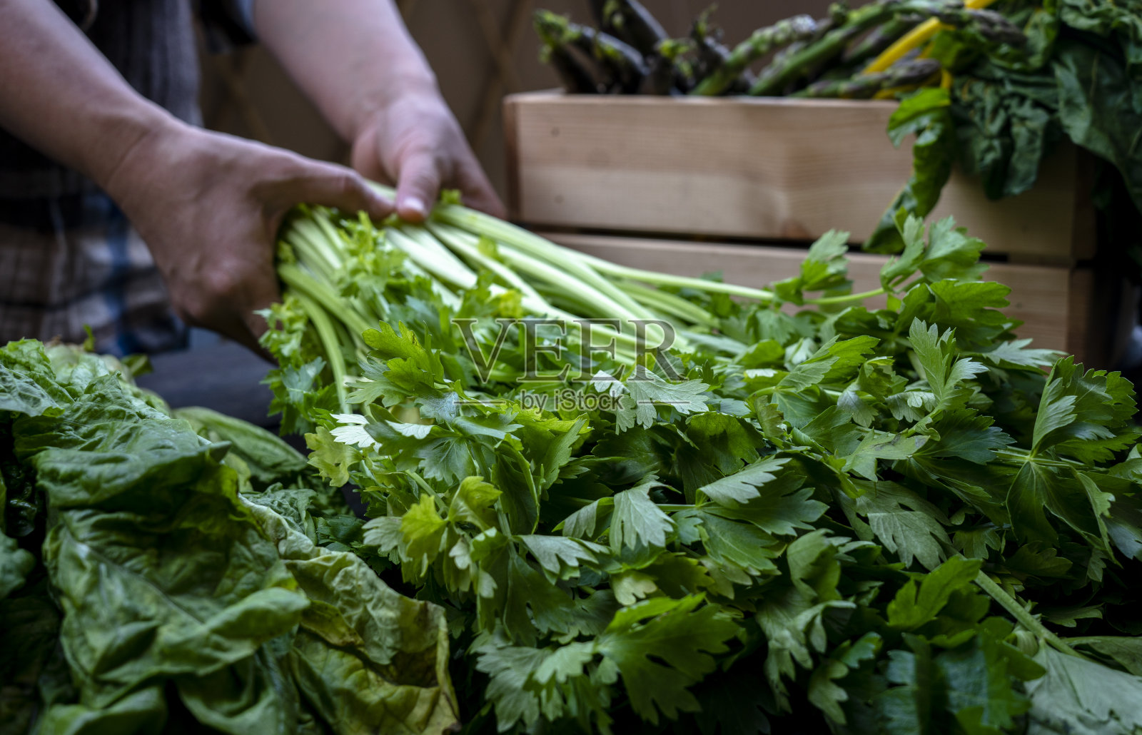 安排收获的新鲜蔬菜照片摄影图片
