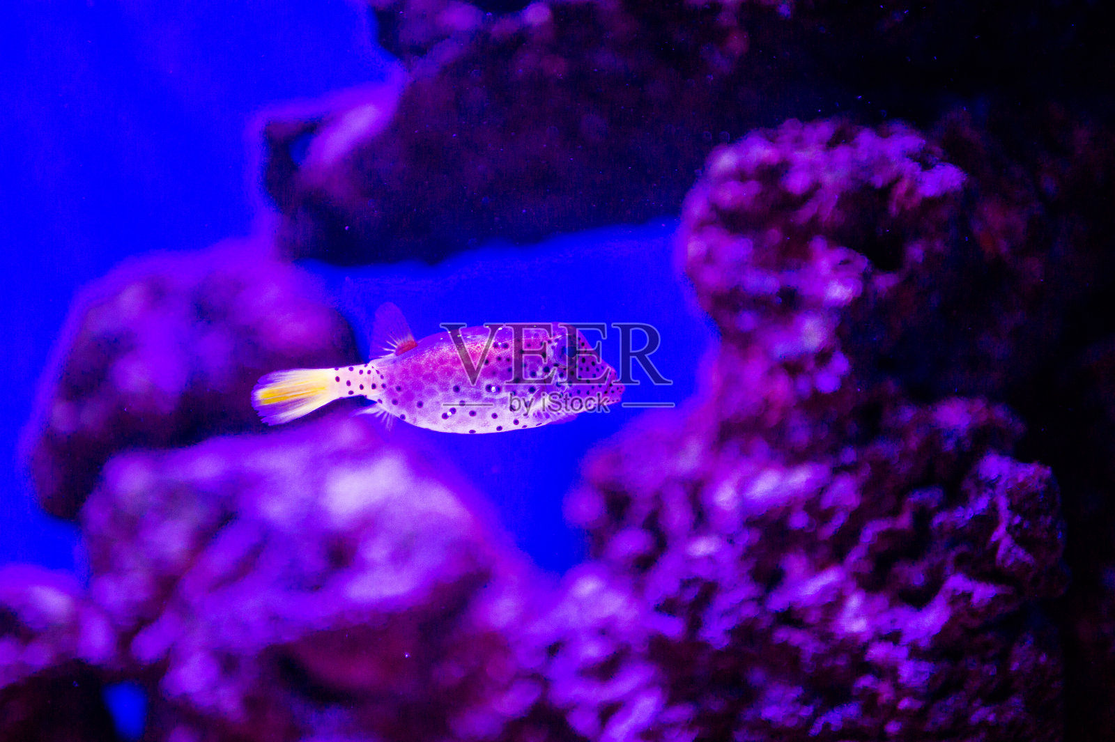 美丽的海底世界，有珊瑚和热带鱼。照片摄影图片