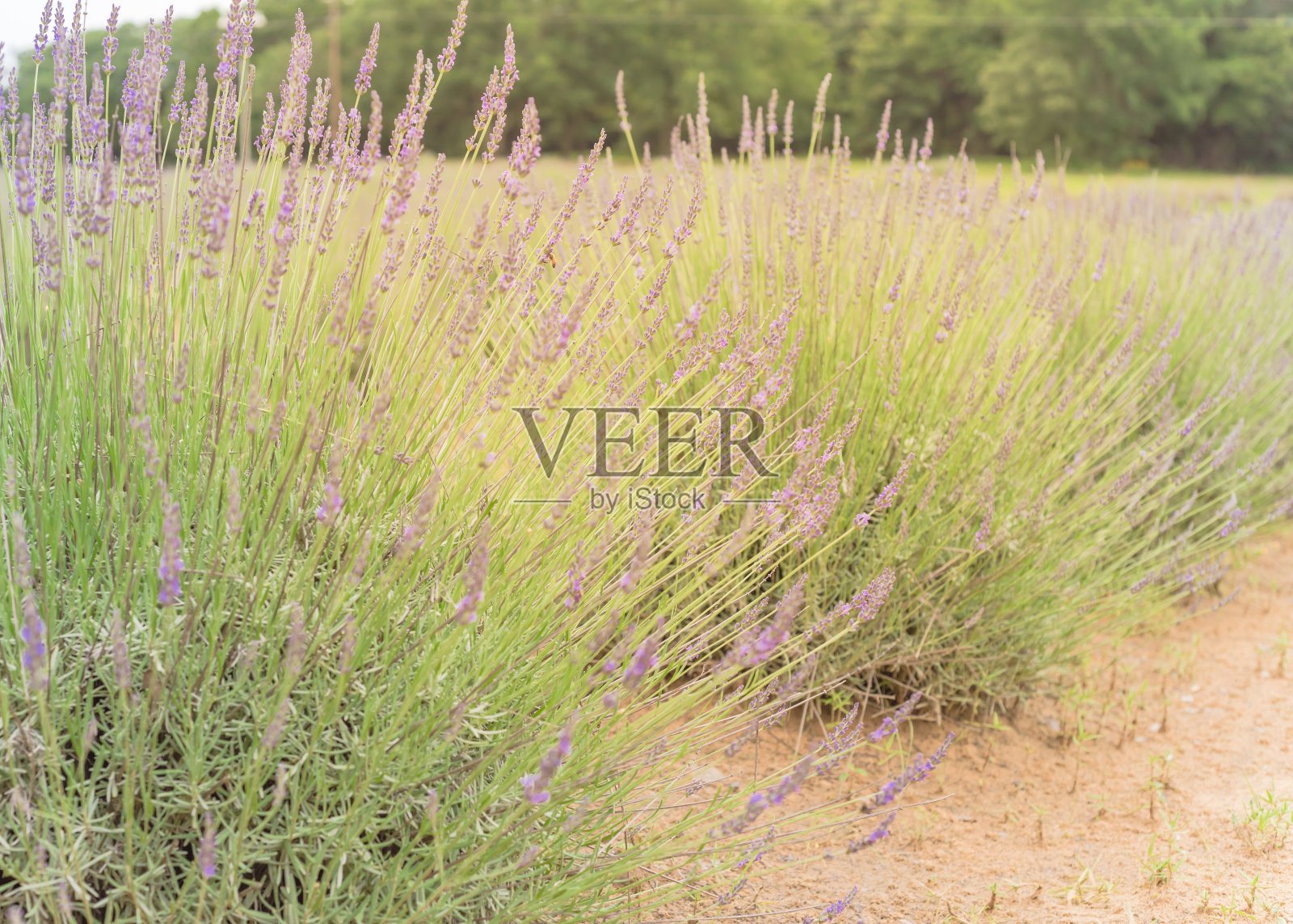 盛开的薰衣草灌木与模糊的树背景在盖恩斯维尔，得克萨斯州，美国照片摄影图片