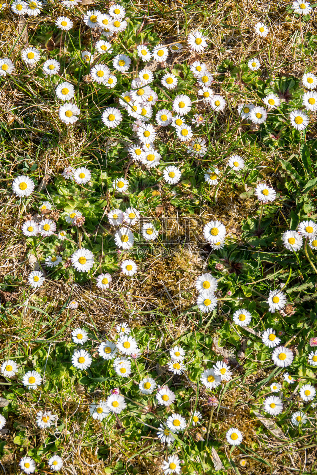 草地上生长着一些白色和黄色的雏菊照片摄影图片