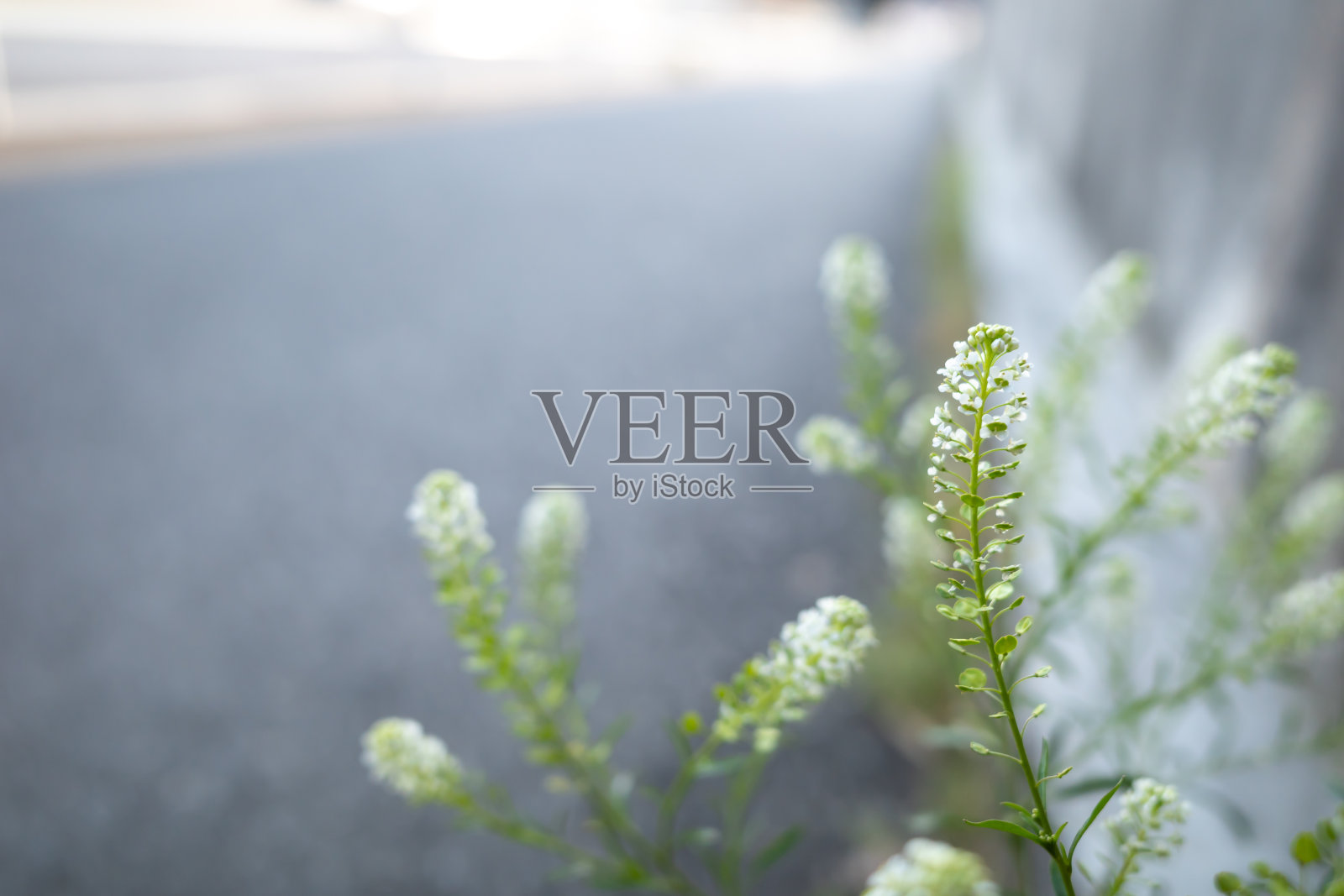 卡贝拉布尔萨牧师照片摄影图片